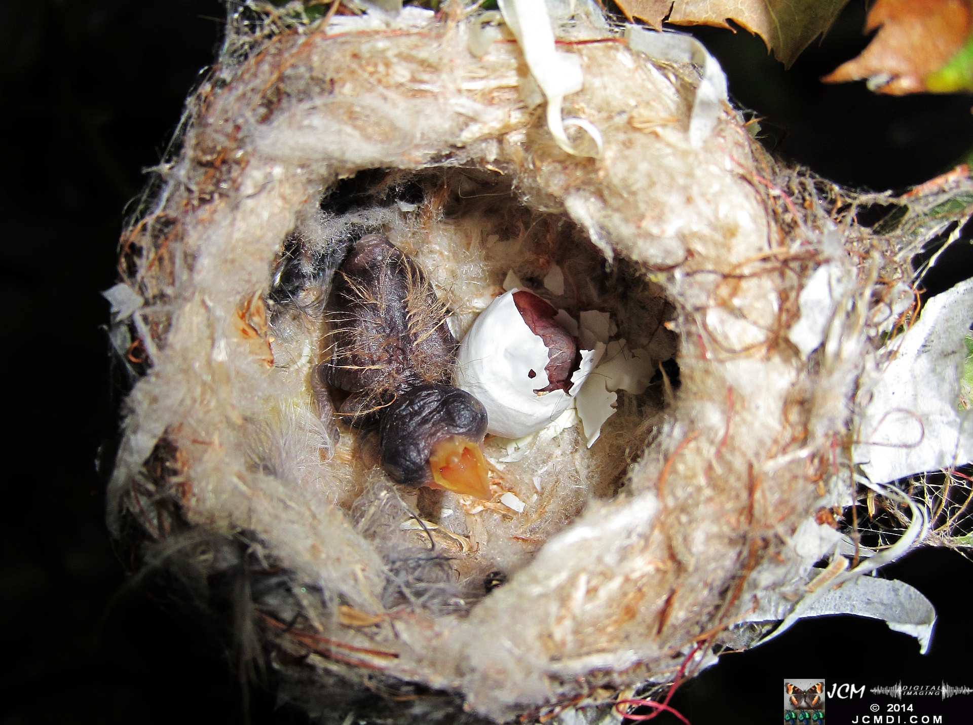 Allens Hummingbird nest with funky egg